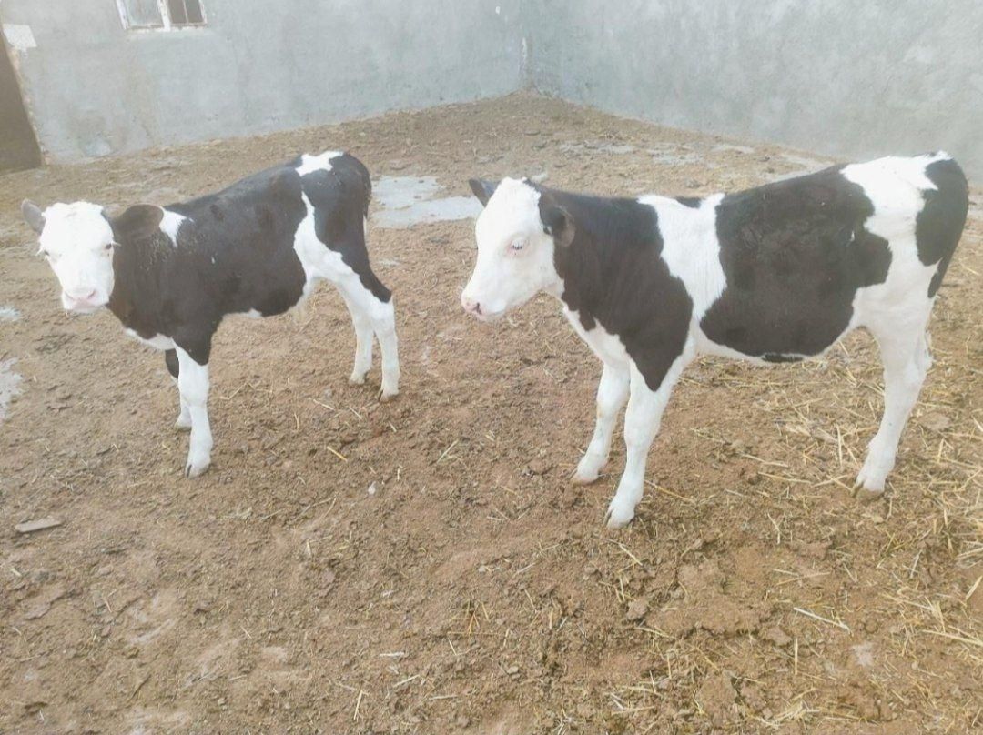 گوساله قطع شیر جنس صنعتی