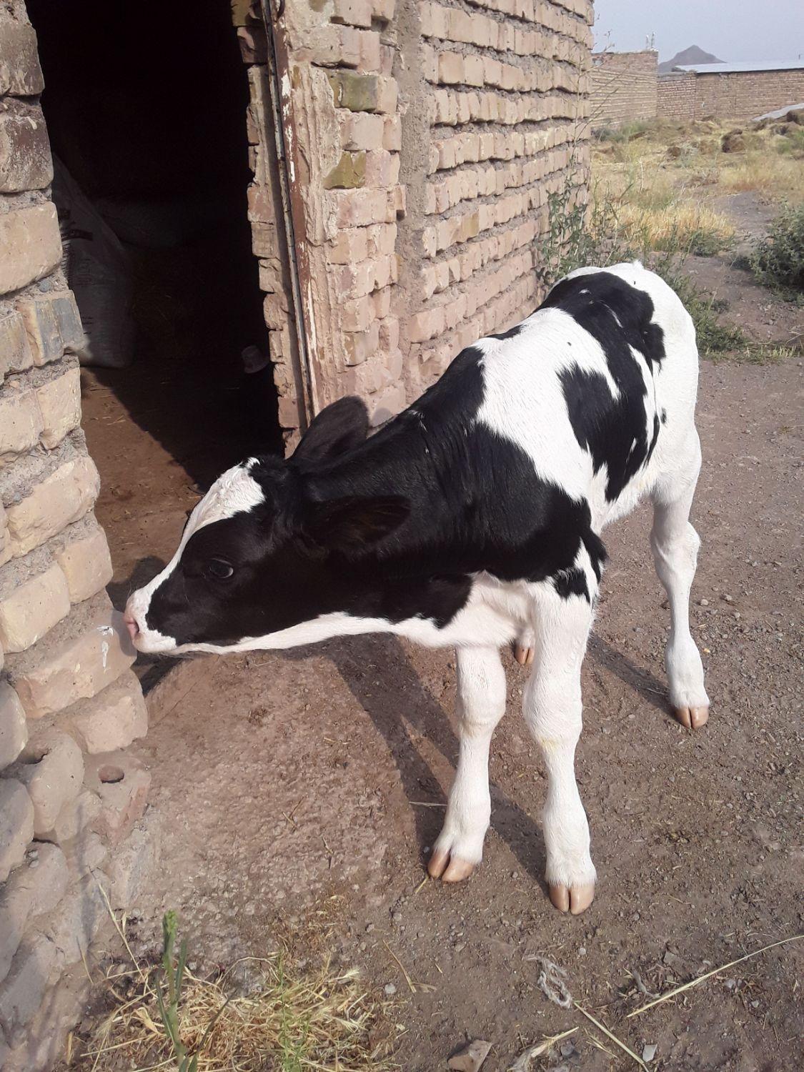 فروش گوساله شیری جنس صنعتی