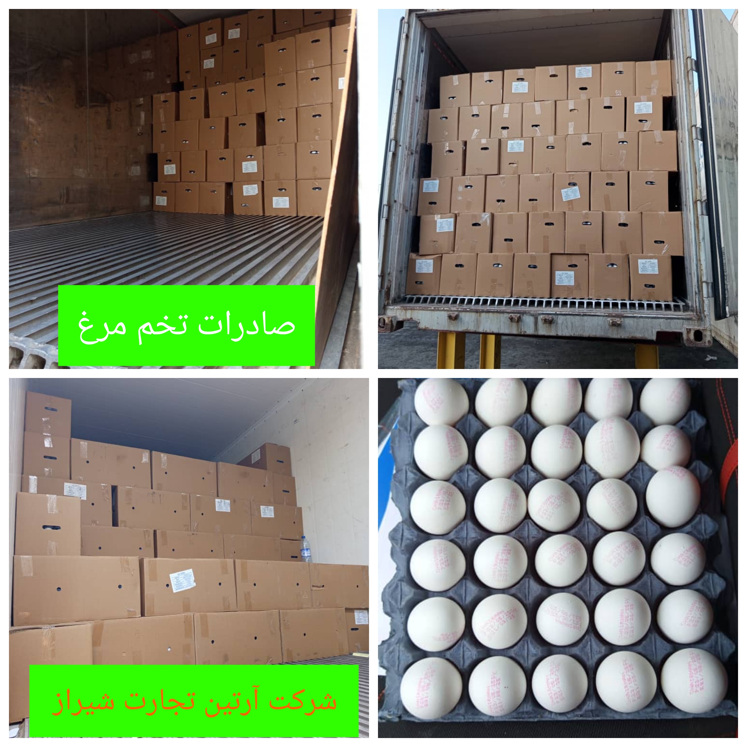 صادرات تخم مرغ