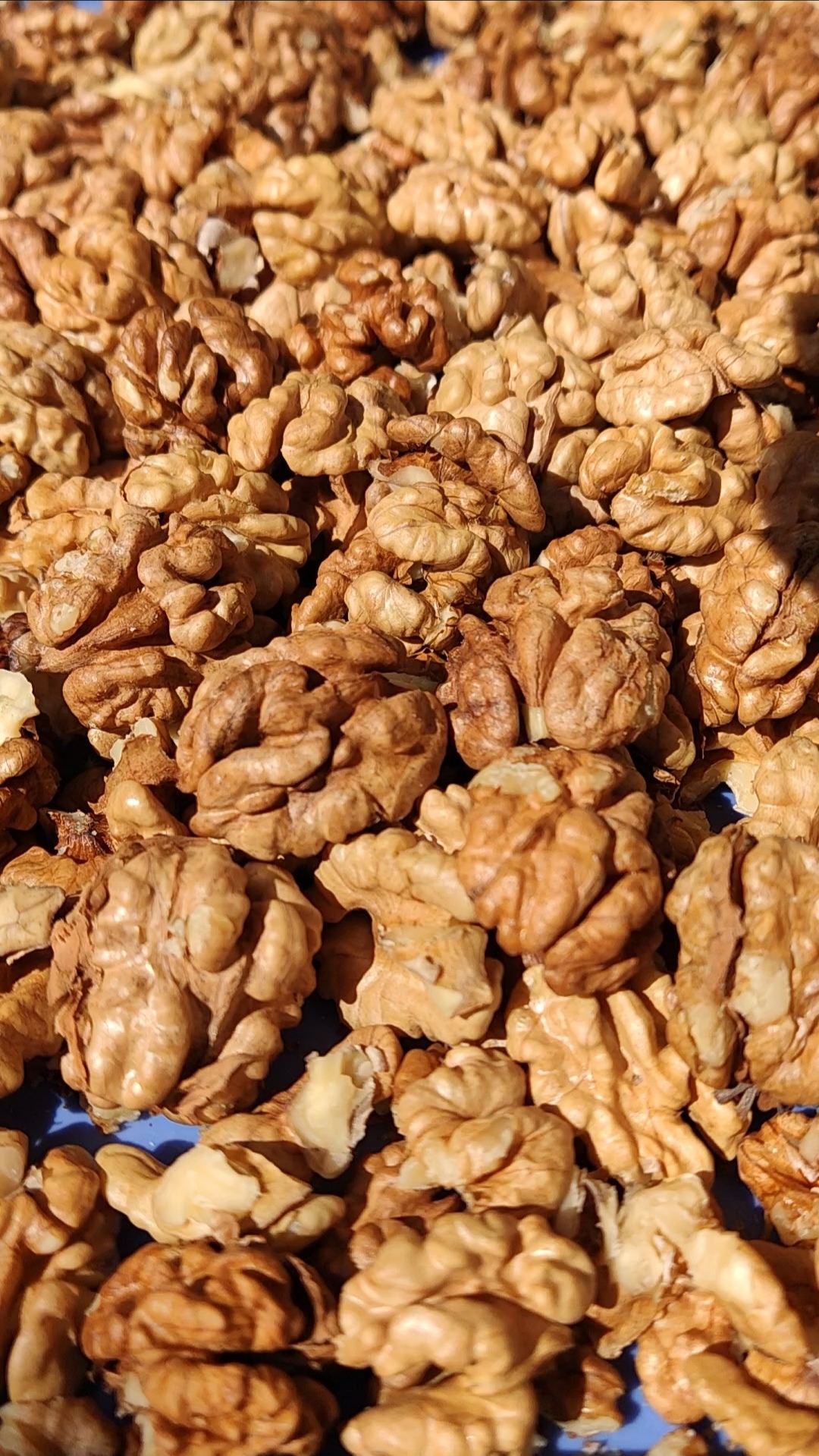 گردوی درجه منطقه کوهستانی سردشت
