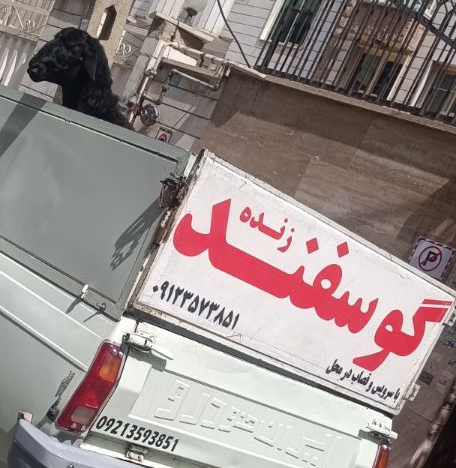 دامداری سید