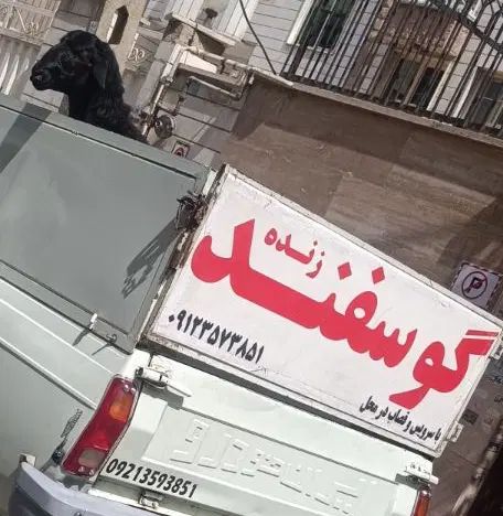 دام زنده پرواری با تخفیف ویژه