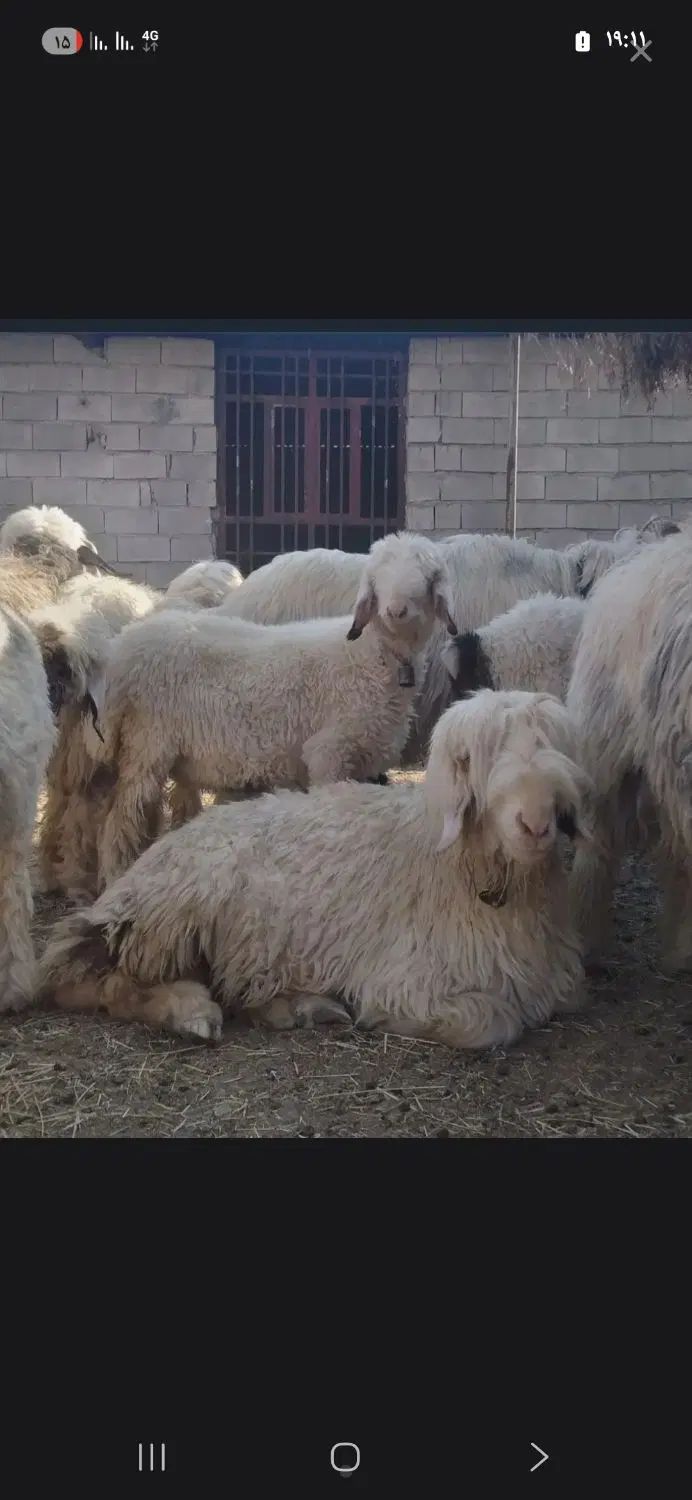 بره تازه و کم چربی