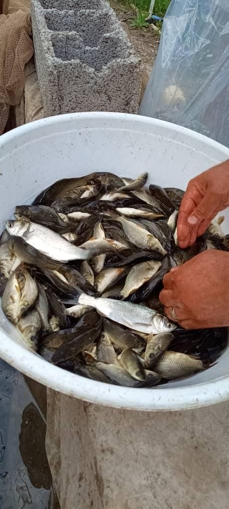 فروش بچه ماهی کپور