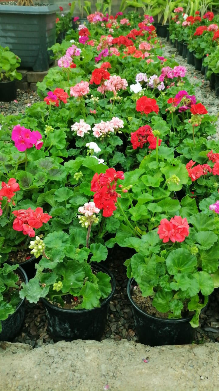 خدمات باغبانی تخصصی گل و گیاهان آپارتمانی و زینتی و باغچه