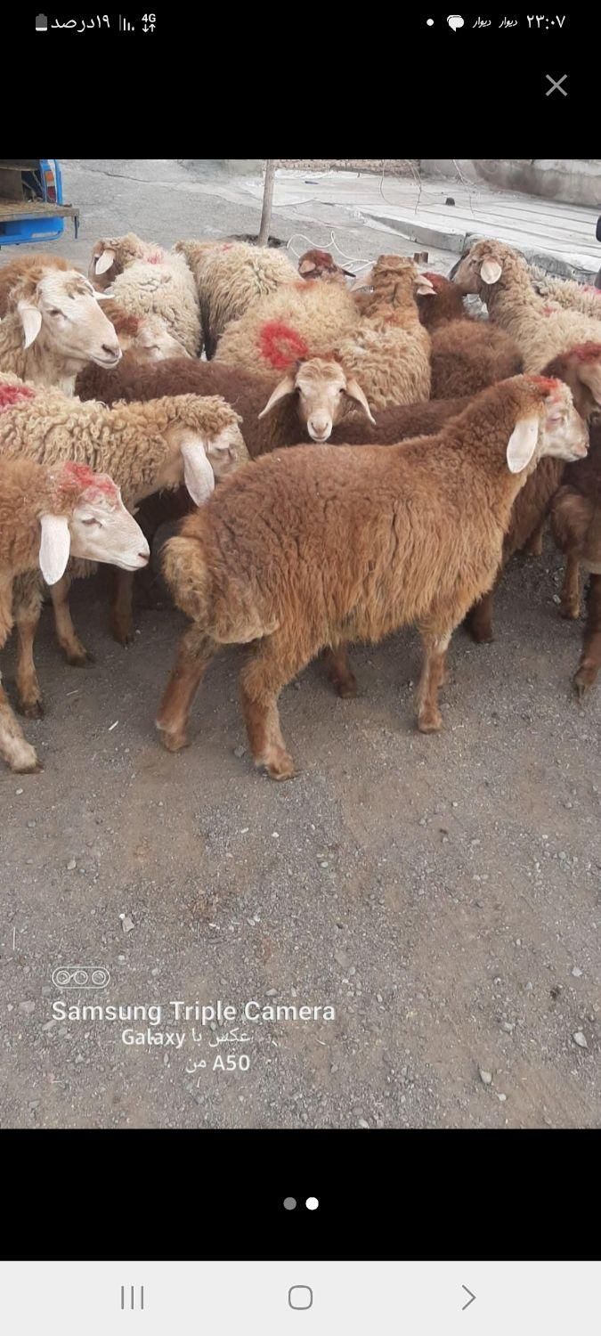 فروش گوسفند و بره در انتهای بلوار ارم