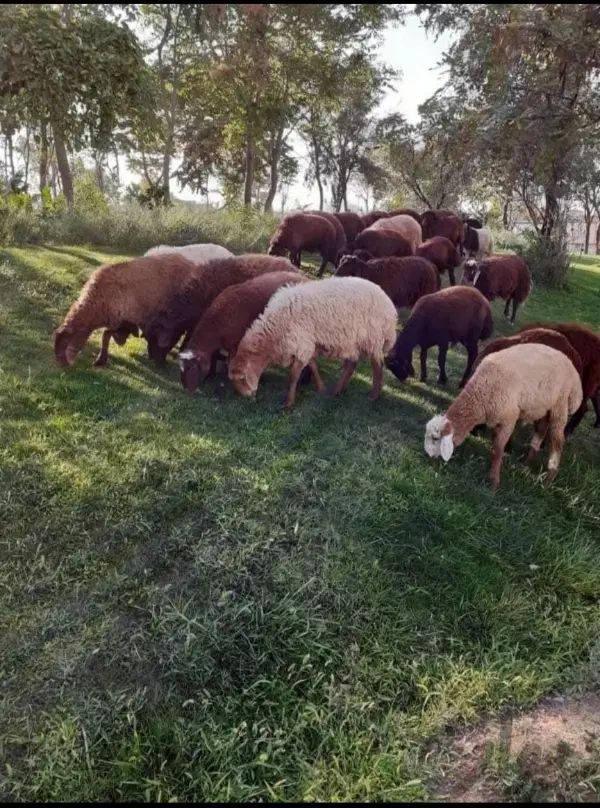گوسفند افشار و مغان نر زنده در ماهدشت