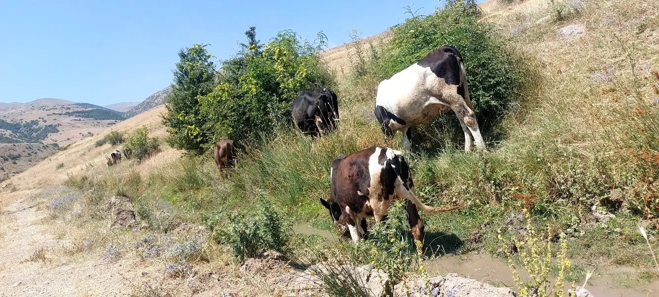به یک کارگر آشنایی به دامداری وکشاورزی نیازمندیم