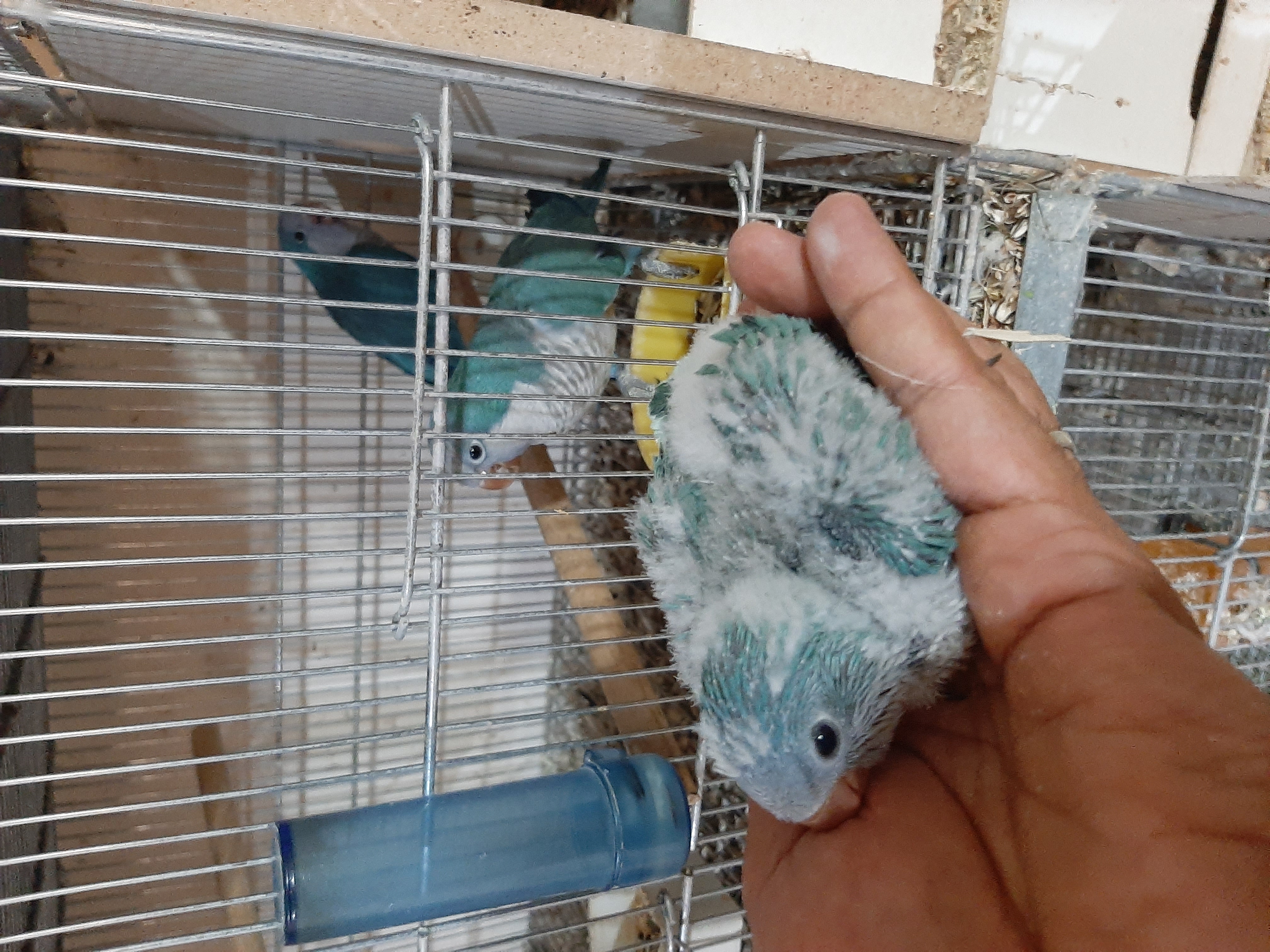 زمین. خونه .باغ