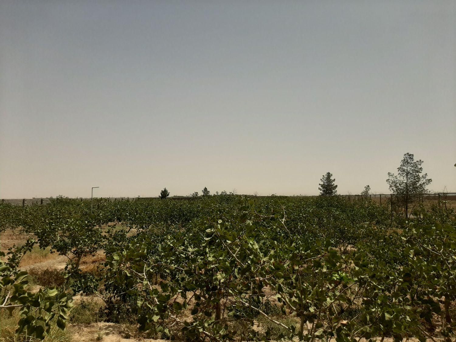 زمین. خونه .باغ