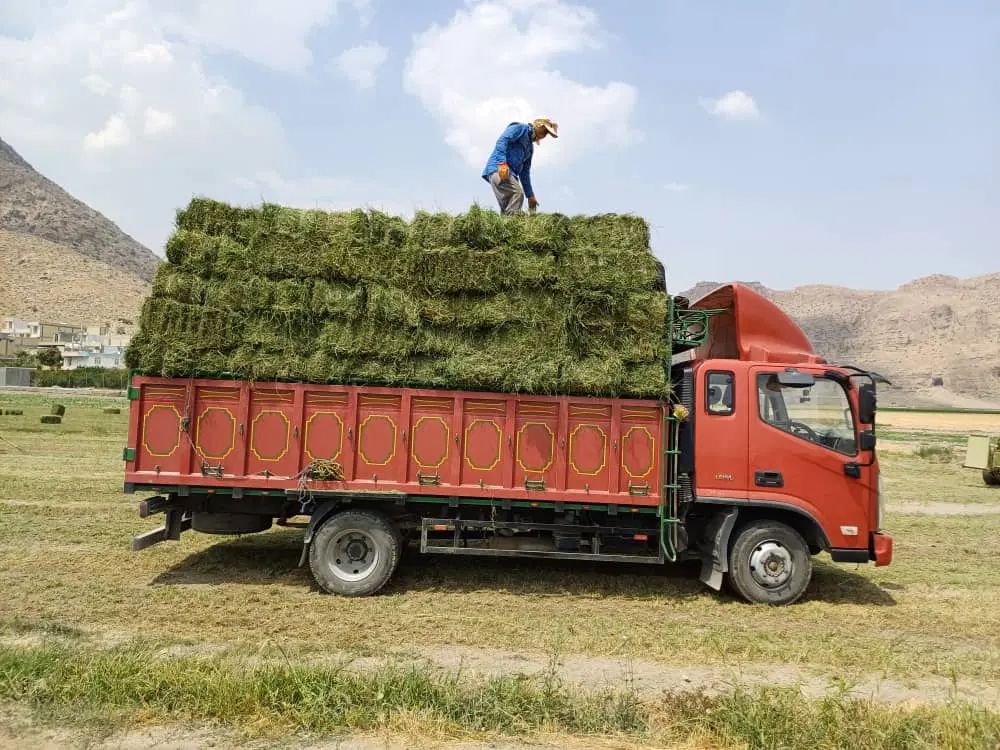 فروش عمده کاه ویونجه