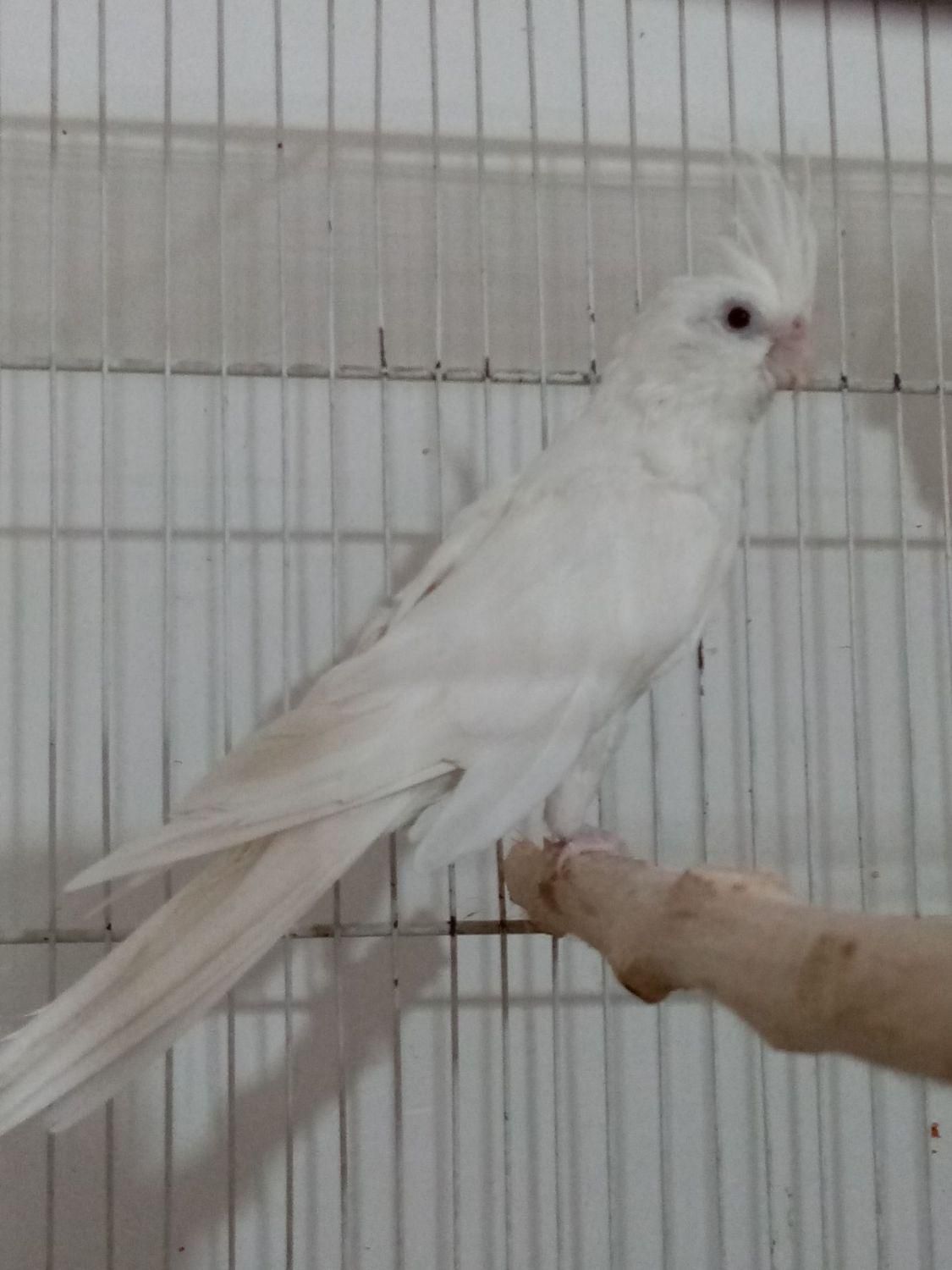 عروس ماده البینو خالص سالم آماده برای جفت