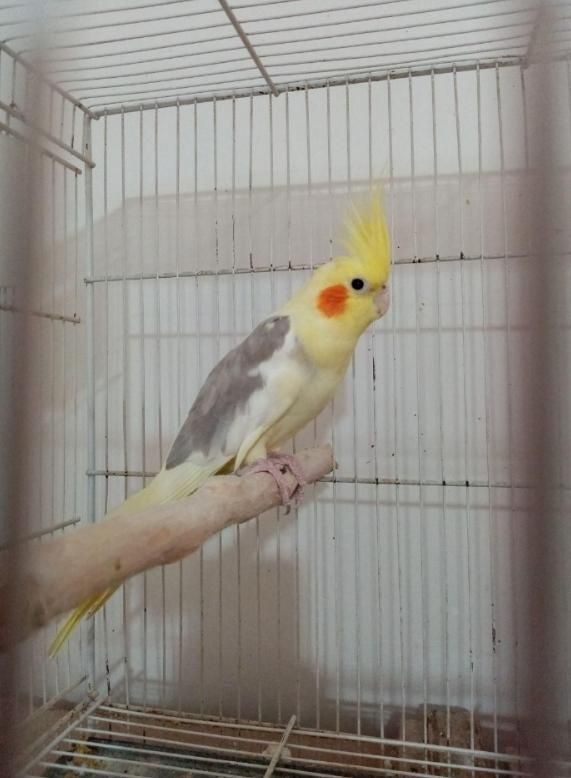 عروس ماده دوکت لوتینو کمیاب خاص و عروس لوتینو ماده