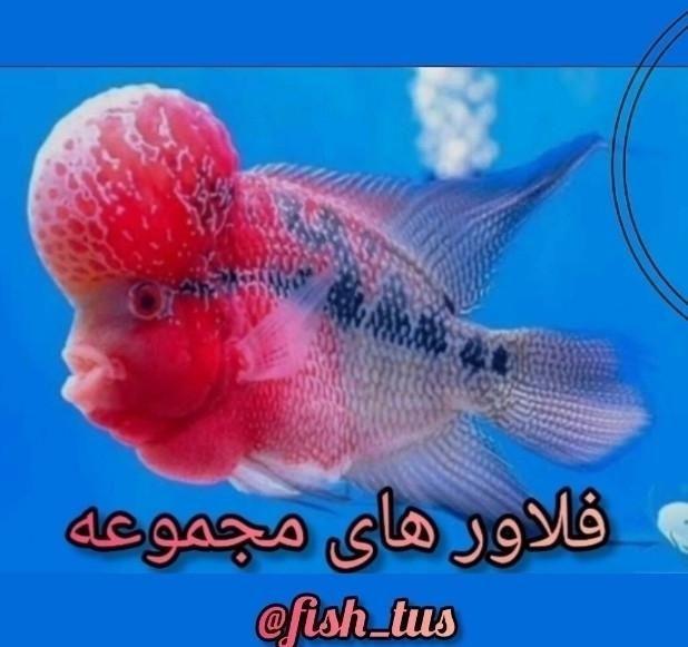 تولید و عرضه ماهی فلاور هورن zz تاپ گرید فیش توس
