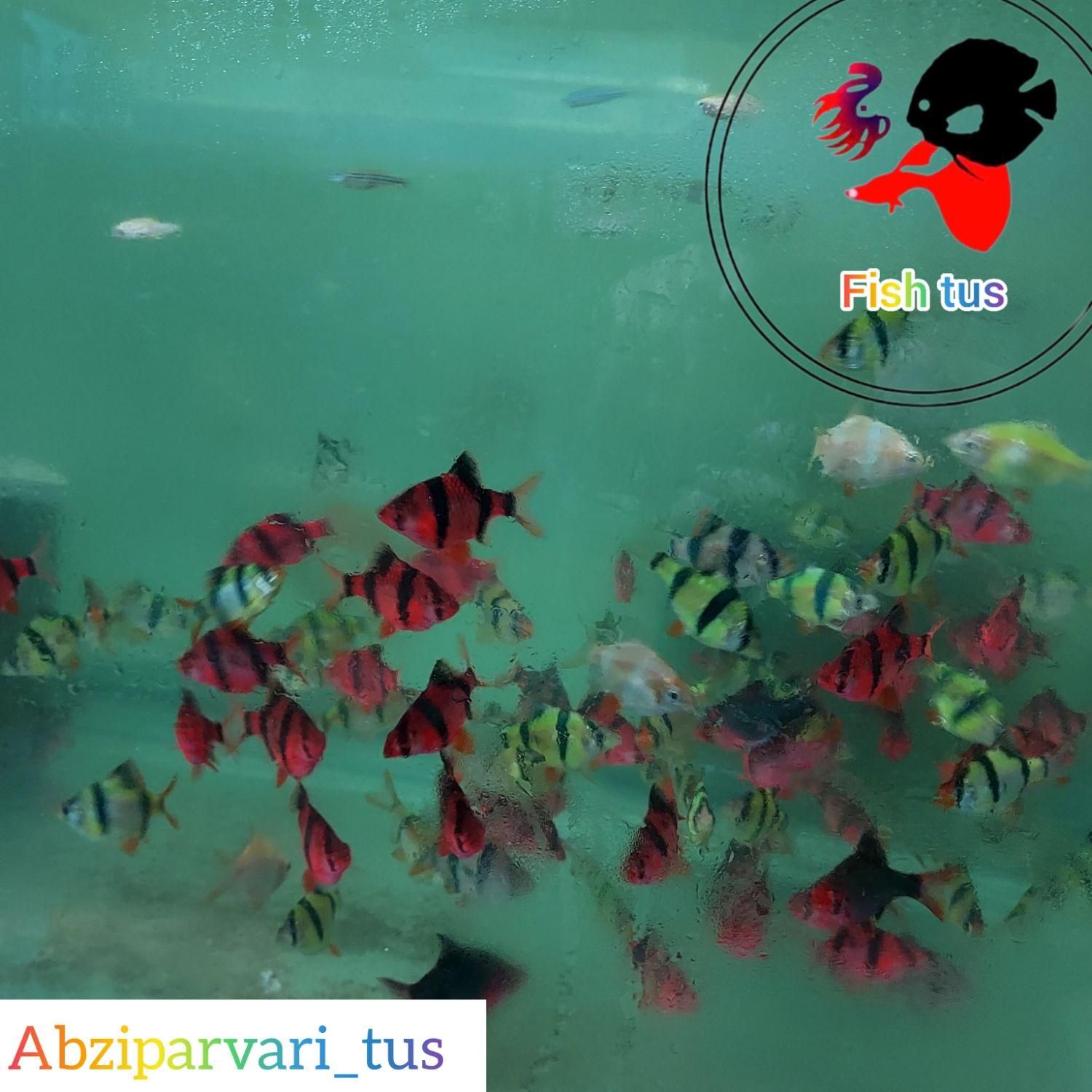 فروش عمده ماهی تایگر یکسانتی