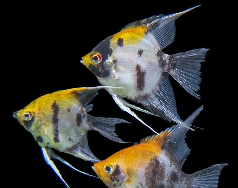 فروش ویژه ماهی angel koi . آبزی پروری توس