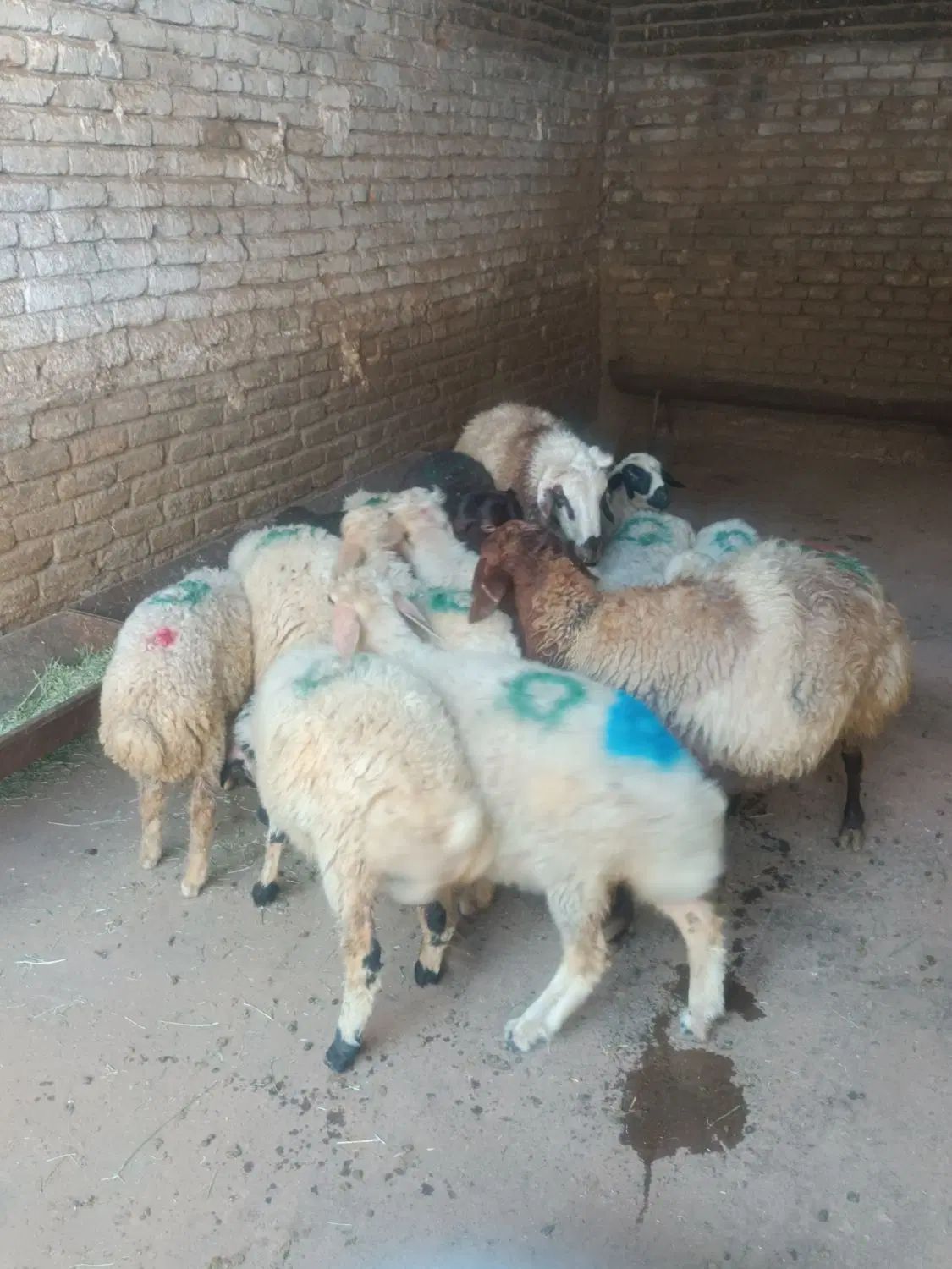 گوسفند افشاری رباط کریم وحومه