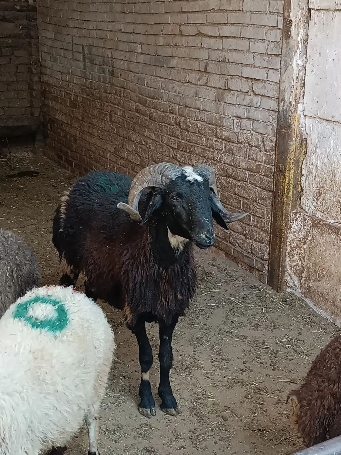 فروش گوسفند زنده در نسیم شهر