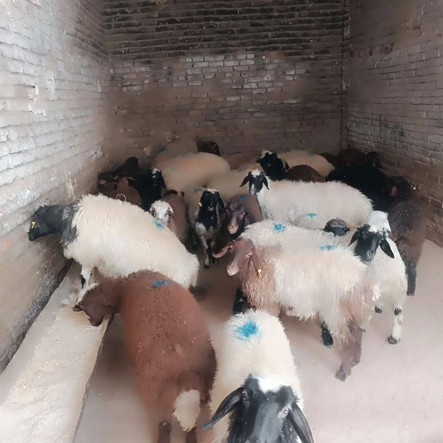 فروش گوسفند اسلامشهر