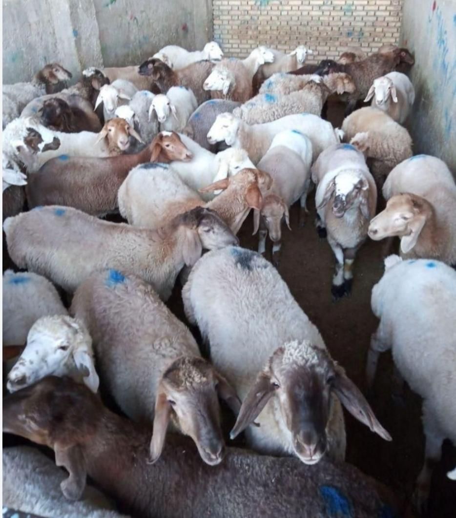 مرکز فروش گوسفند