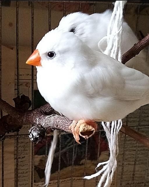 فنچ نر و ماده سفید و رنگی