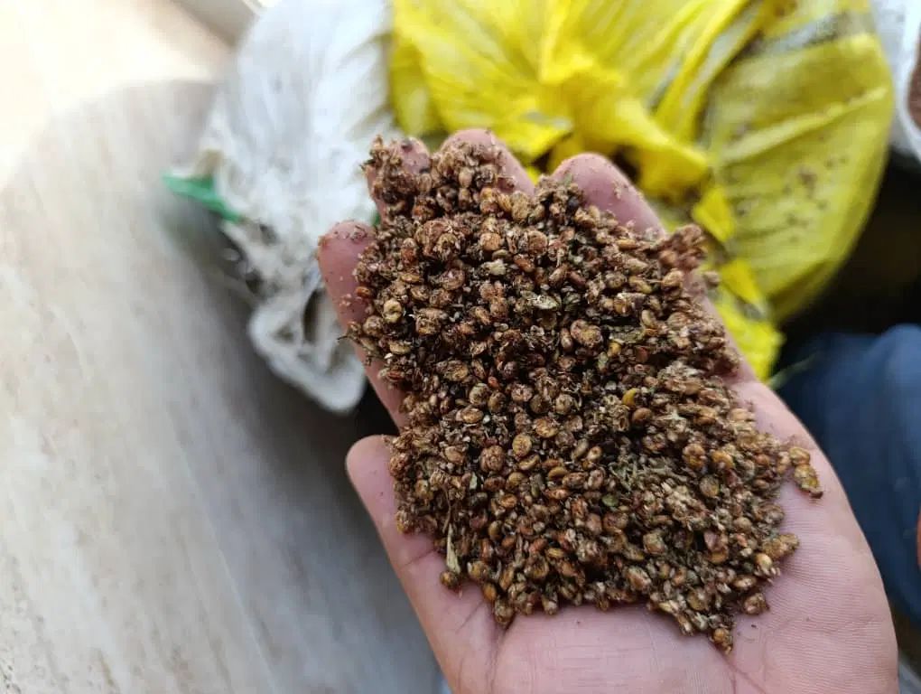 آسیاب شدە در مریوان