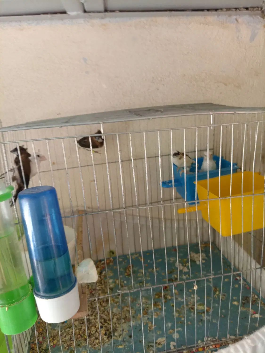 فنچ بنگالی قناری مرغ عشق گلدین